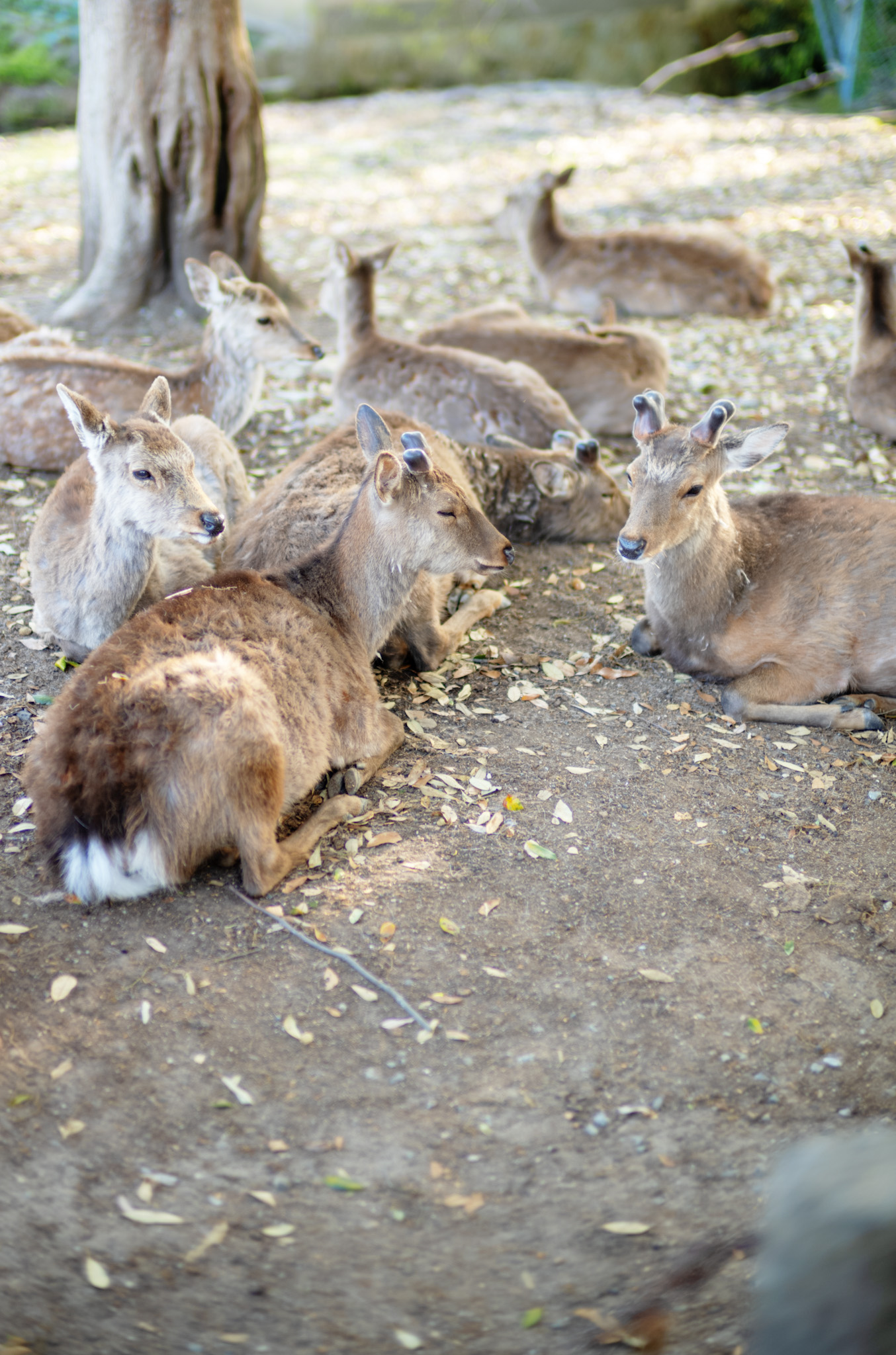 Nara
